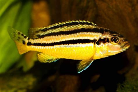 mbuns|Mbuna Cichlids 101: Types, Size, Diet, Tank Mates & More .